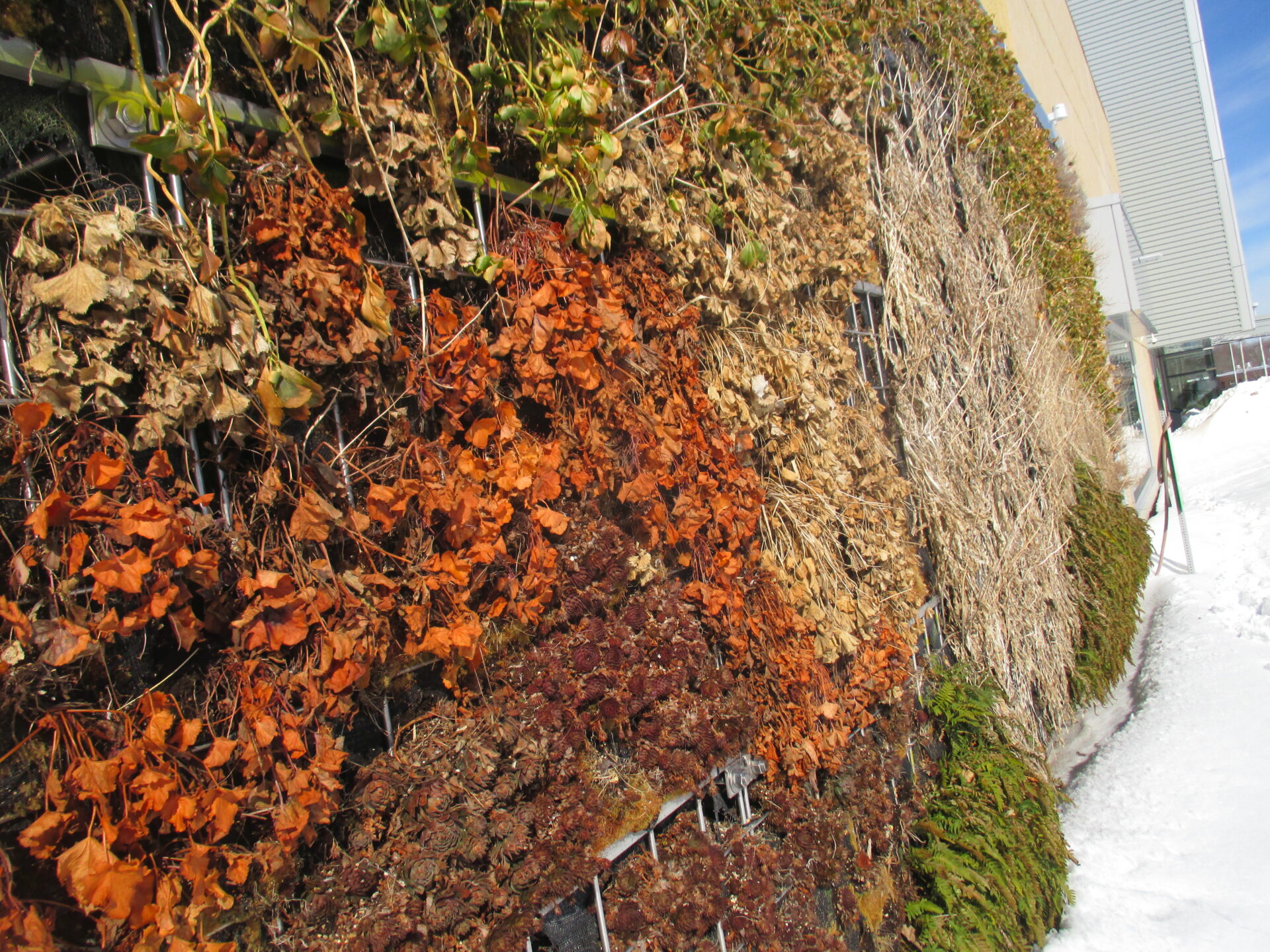 Exterior Living Wall in the winter