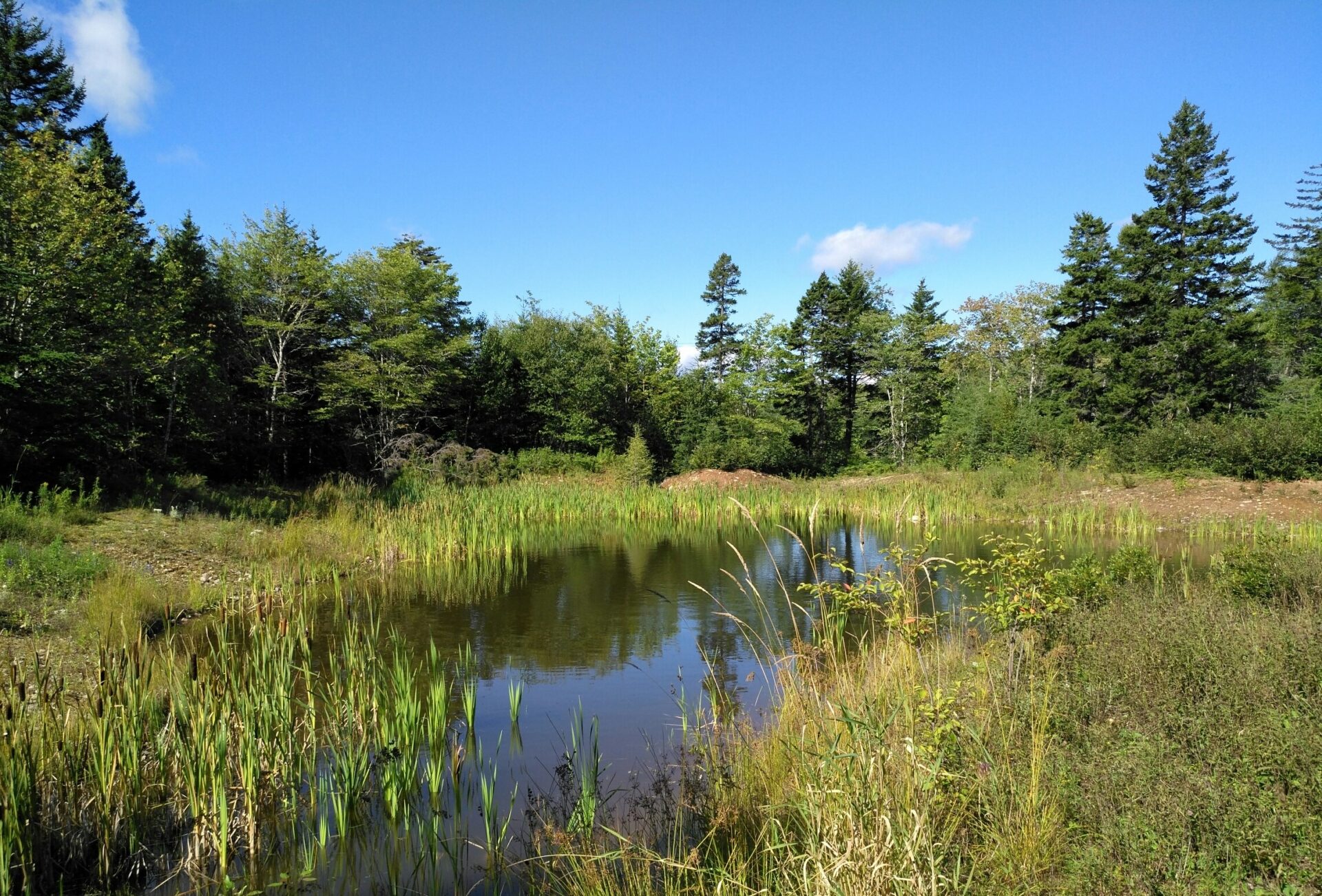Wetland Habitat Restoration