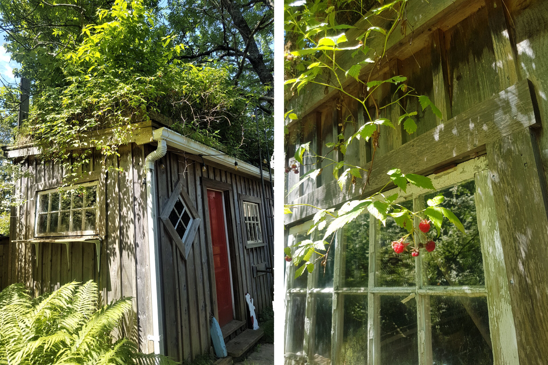 Wild and Free Green Roof