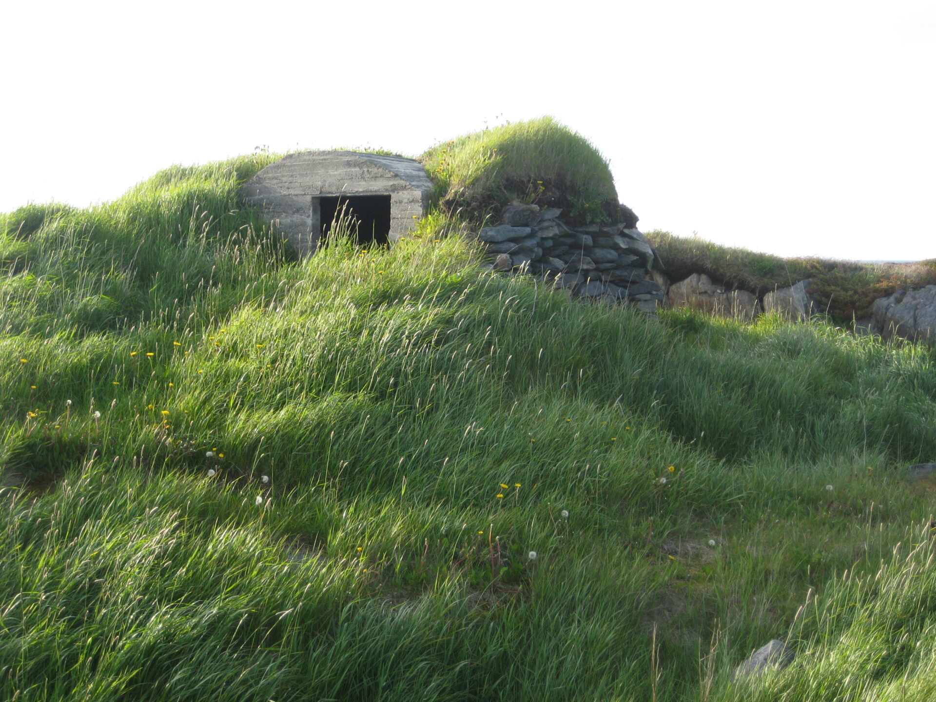 Green Roof Newfoundland