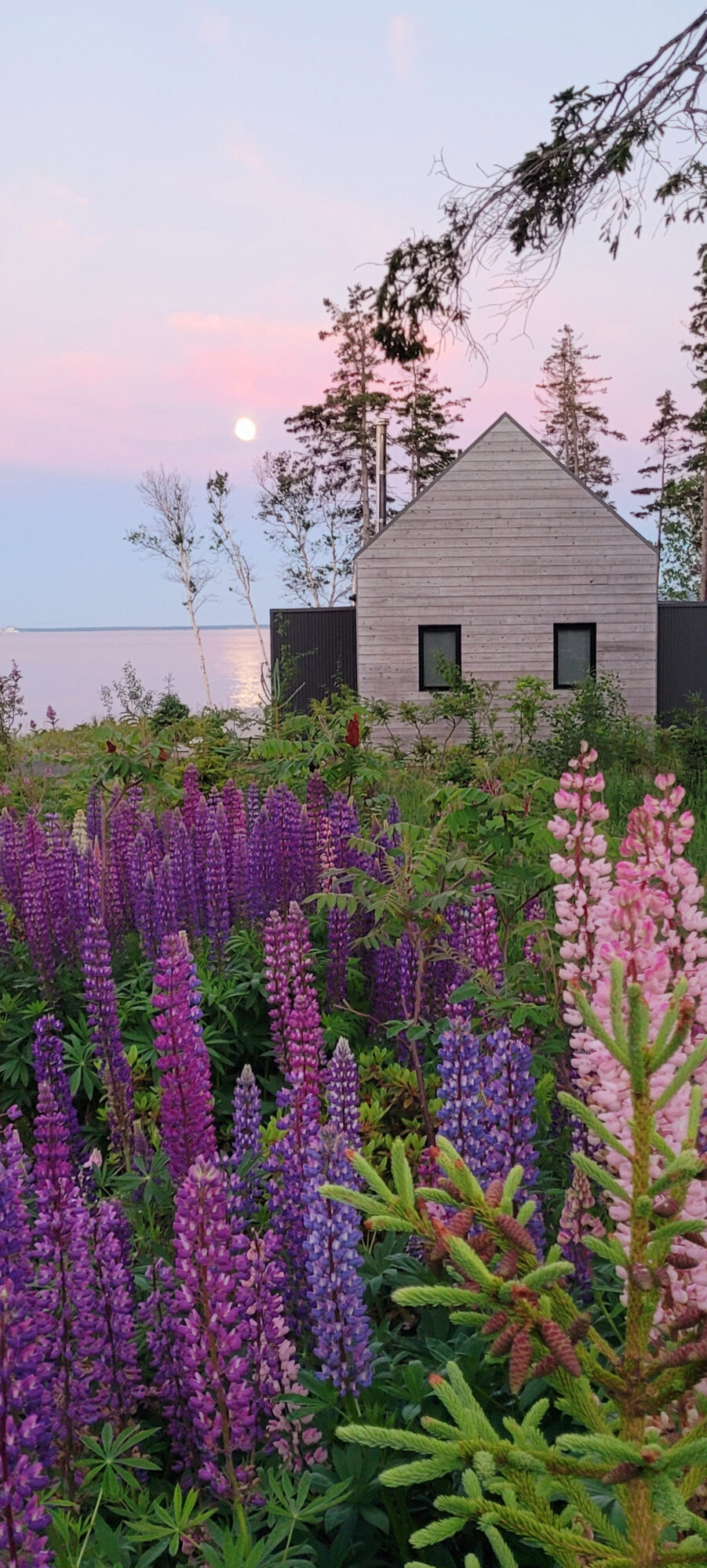 Field of lupins under full moon