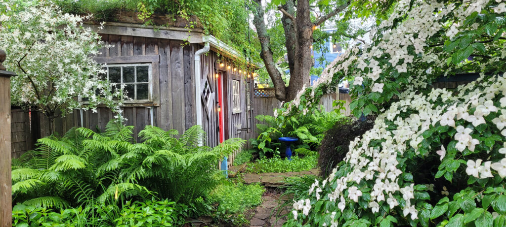 A lush backyard with green roof, permaculture, and urban fruit.